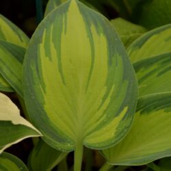 Hosta June