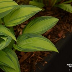 Hosta June