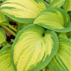 Hosta Orange Marmelade