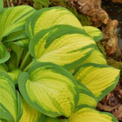 Hosta Orange Marmelade