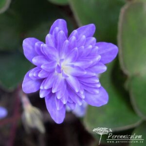 Hepatica nobilis var japonica Yamahibiki