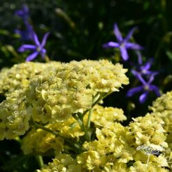 Achillea 'Moonshine'