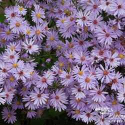 Symphyotrichum Little Carlow