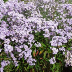 Symphyotrichum Little Carlow