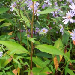 Symphyotrichum Little Carlow