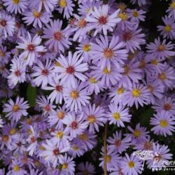 Symphyotrichum Little Carlow
