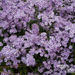 Symphyotrichum Little Carlow