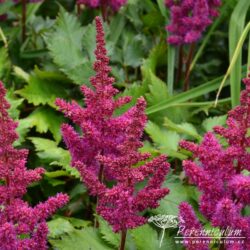 Astilbe chinensis Astilbe chinensis