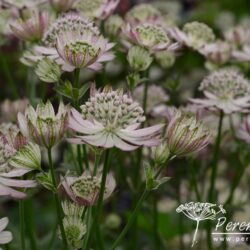 Astrantia major Rosea