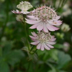 Astrantia major Rosea