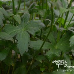 Astrantia major Rosea