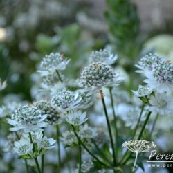 Astrantia major Star of Billion