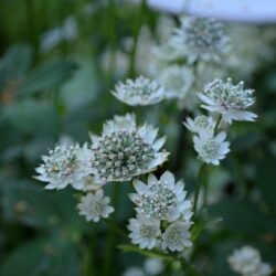 Astrantia major Star of Billion