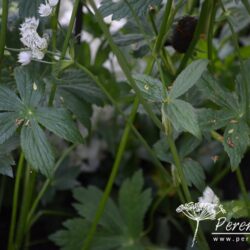 Astrantia major Star of Billion