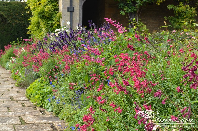 Penstemon – Trvalka sezóny 2021 1 Great Chalfield Manor and Gardens