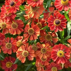 Helenium Kupferzwerg