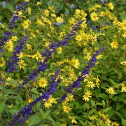 Helianthus Lemon Queen