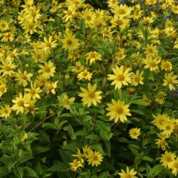 Helianthus Lemon Queen