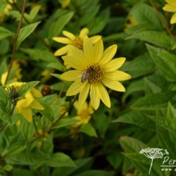 Helianthus Lemon Queen