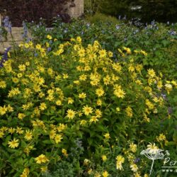 Helianthus Lemon Queen
