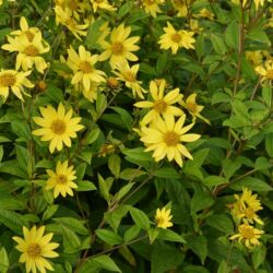 Helianthus Lemon Queen