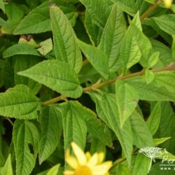 Helianthus Lemon Queen