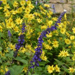 Helianthus Lemon Queen