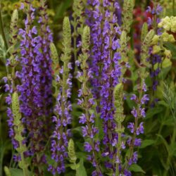 Salvia nemorosa Ostfriesland
