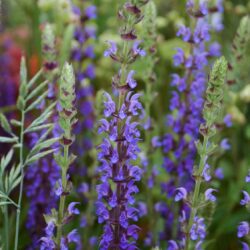 Salvia nemorosa Ostfriesland