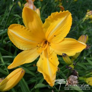 Hemerocallis Cartwheels