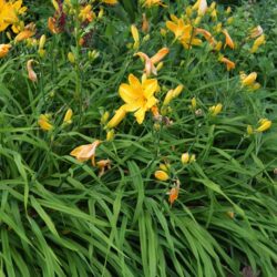 Hemerocallis Cartwheels