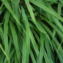 Hemerocallis Cartwheels