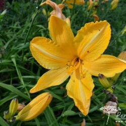 Hemerocallis Cartwheels