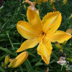 Hemerocallis Cartwheels