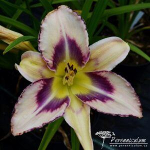 Hemerocallis Destined To See