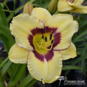 Hemerocallis El Desperado