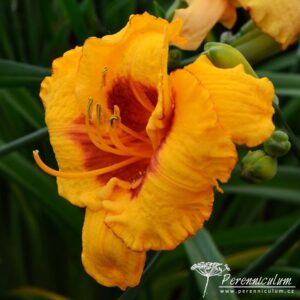 Hemerocallis Fooled Me