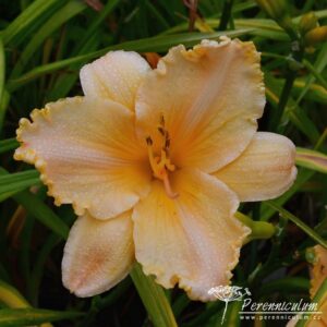 Hemerocallis Pretty Miss