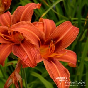 Hemerocallis Rajah