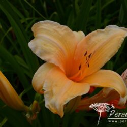 Hemerocallis White Coral