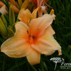 Hemerocallis White Coral