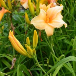 Hemerocallis White Coral