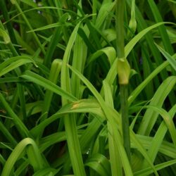 Hemerocallis White Coral