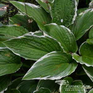 Hosta Antioch
