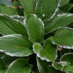 Hosta Antioch