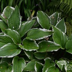 Hosta Antioch