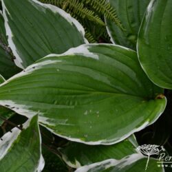 Hosta Antioch