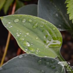 Hosta Blue Cadet