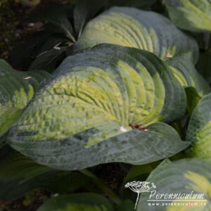 Hosta Borwick Beauty