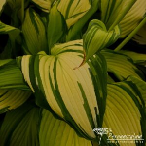 Hosta Choko Nishiki